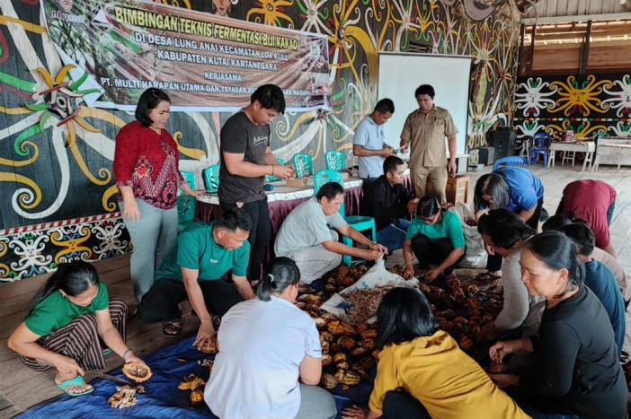 MMSGI-MHU Kembangkan Perkebunan Kakao Bersama Kelompok Tani Lalut Isau