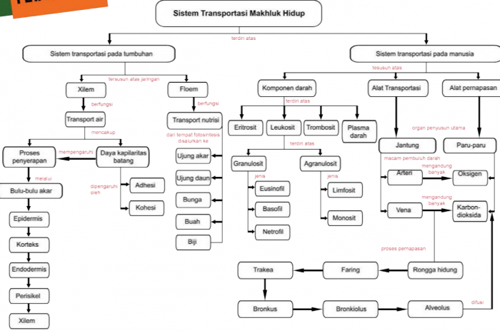 Belajar Sistem Transportasi pada Tumbuhan