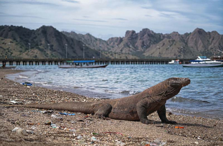 Enam Komodo Pulang Kampung