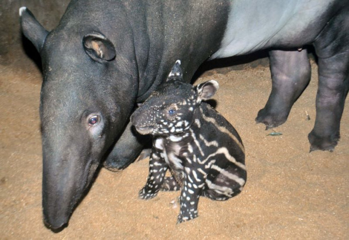 Siantar Zoo Punya Satu Warga Baru, Susanti si Anak Tapir