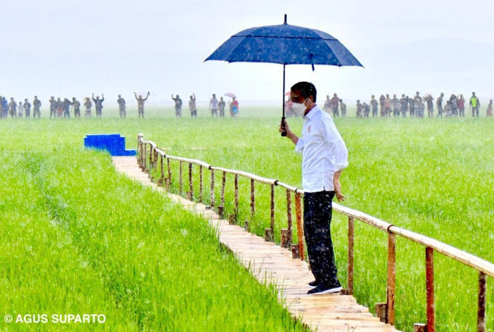 Hasto PDIP Sebut Proyek Food Estate Jokowi Kejahatan Lingkungan? Begini Kata Pengamat
