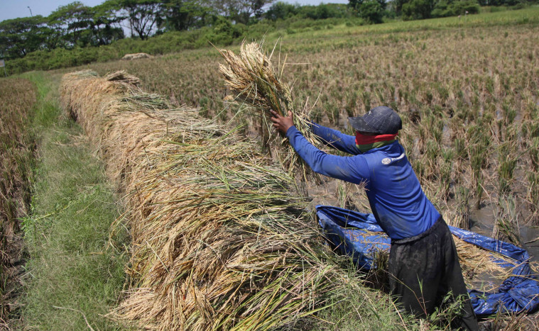 SYL Minta Provinsi Lampung Percepat Proses Tanam Antisipasi El Nino