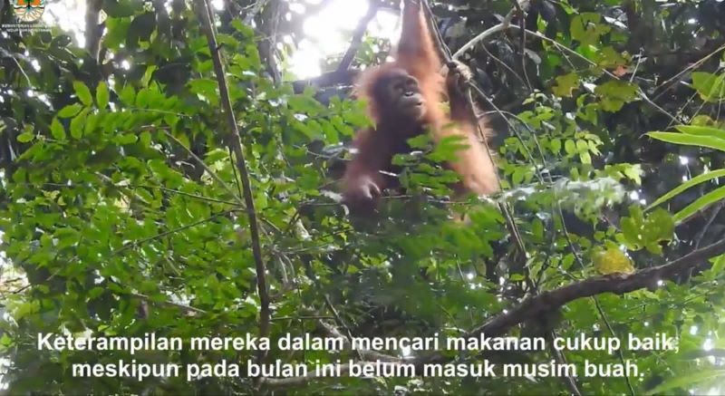 Orangutan Siti dan Sudin Mulai Terampil Hidup di Alam Liar
