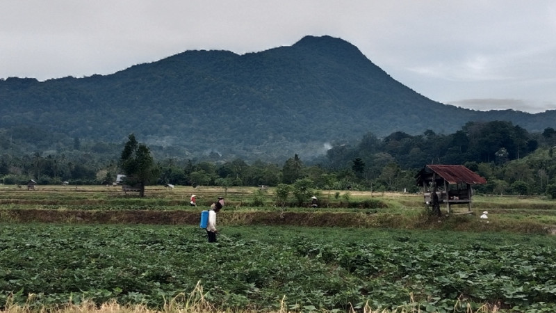 Menyikapi El Nino, Petani Padi di Aceh Beralih ke Ubi Rambat