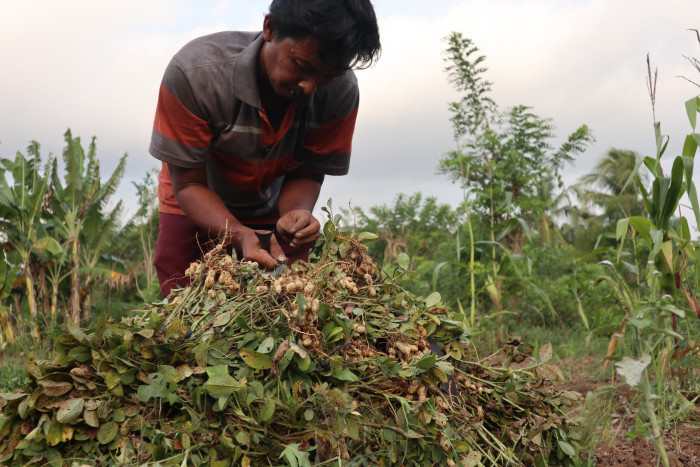 Petani Tanam Kacang dan Kentang karena Tahan Kemarau 