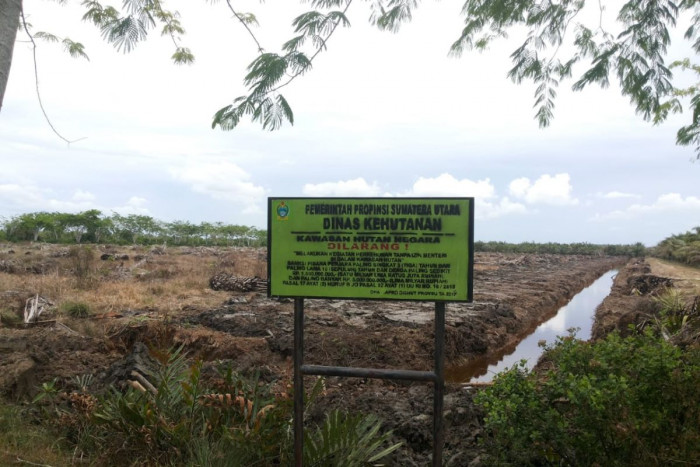 Polda Sumut Gerebek Aksi Penebangan Liar yang Buat Gundul 700 Hektare Hutan Mangrove