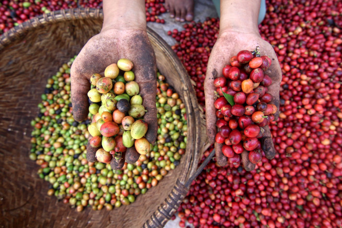 Banyuwangi Daftarkan Paten Indikasi Geografis Kopi Robusta