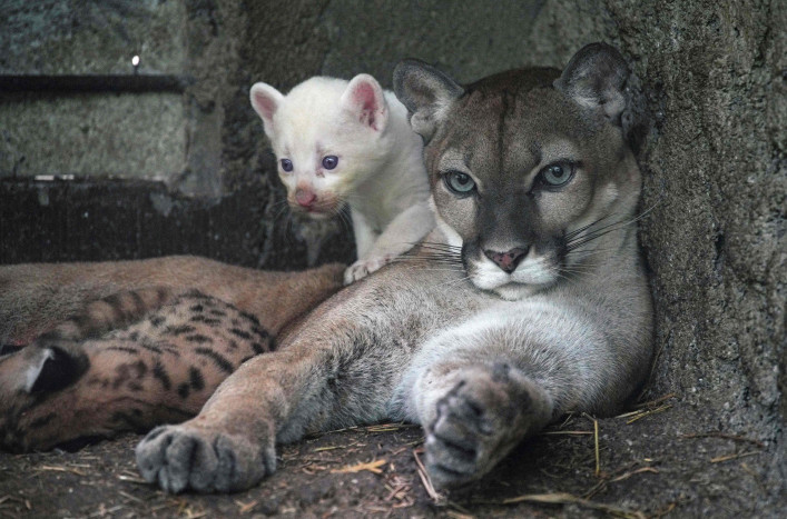 Puma Albino Langka Lahir di Kebun Binatang Nikaragua