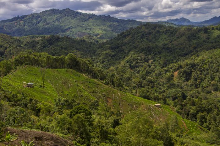 Menteri LHK: Deforestasi Paling Banyak Disebabkan Karhutla dan Perambahan