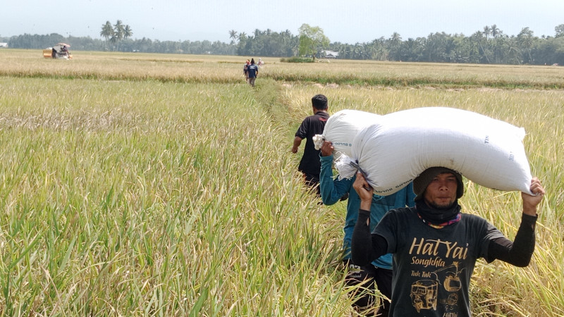 Fenomena El Nino, Petani Aceh Bisa Panen Gadu 15 Ribu Hektare  