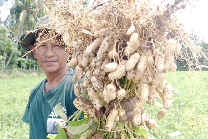 Petani Aceh Pilih Tanam Kacang Tanah saat Kemarau