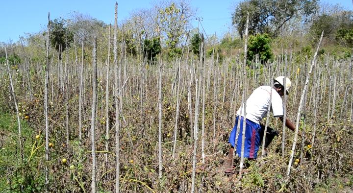 Petani Tomat di Flotim Gagal Panen Akibat Kemarau Panjang