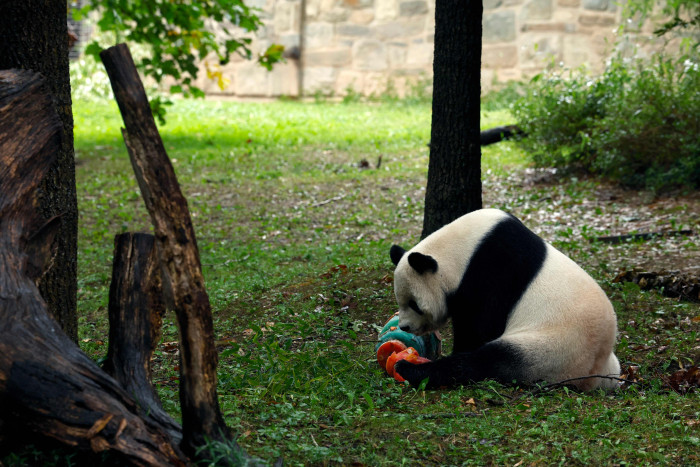 Panda di AS akan Pulang Kampung ke Tiongkok