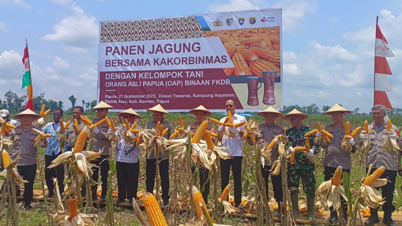  Polri Bersama FKDB Gelar Penanaman dan Panen Jagung di Distrik Arso, Papua