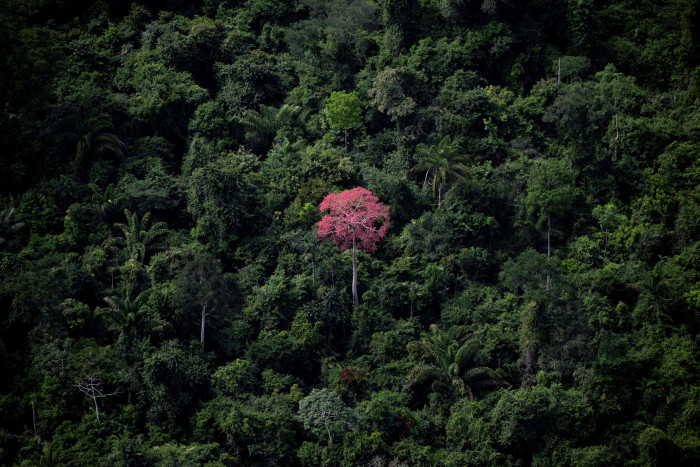 Brasil Klaim Penggundulan Hutan Amazon pada Agustus Turun 66 Persen