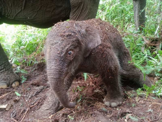 Telah Lahir Anak Gajah Sumatra di Taman Nasional Tesso Nilo Riau