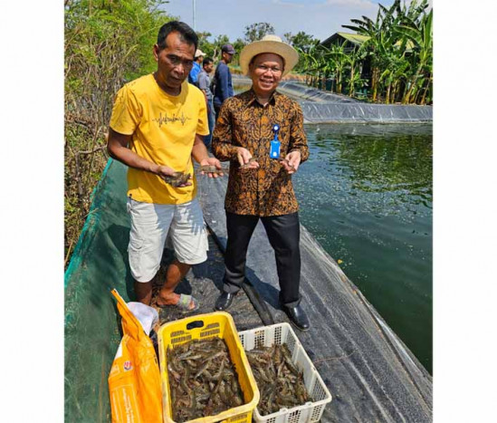 Dorong Ekspor, BI Tegal Bantu Sarana Petambak Udang Vaname Pemalang