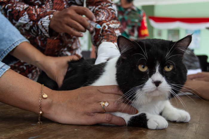 1.303 Hewan di Yogyakarta telah Disuntik Vaksin Rabies