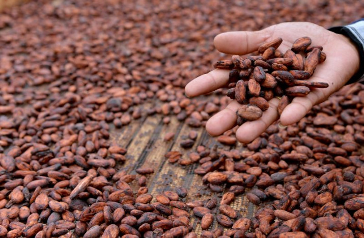 5 Ton Biji Kakao dari Manokwari Selatan Diekspor ke Belanda