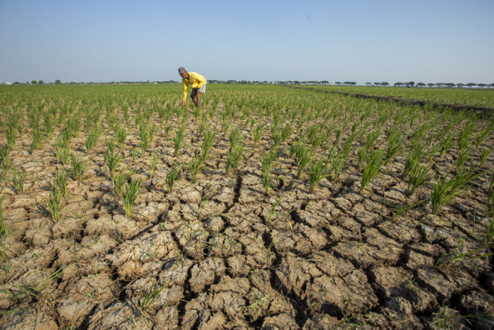 5.150 Ha Sawah di Jateng Terdampak Kekeringan, Stok Beras Cukup Hingga Akhir Tahun