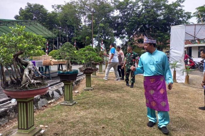 Museum Timah Pamerkan Bonsai Endemik Bangka Barat