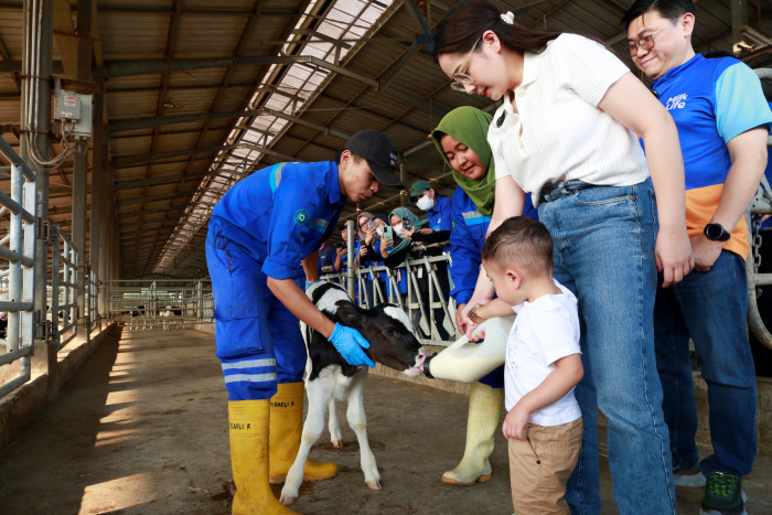 Nagita Slavina Ajak Cipung Antusias Kunjungi Farm & Factory MilkLife di Subang
