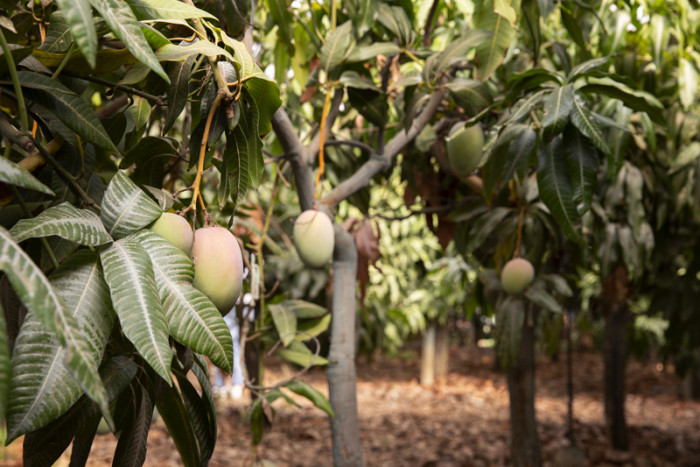 Saat Suhu Meningkat, Petani Sicily Beralih ke Buah-Buahan Eksotis