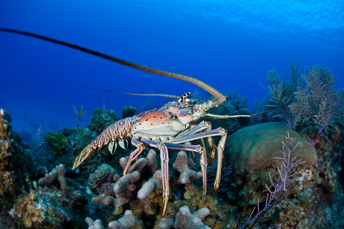 Miliki Nilai Ekonomis Tinggi, Lobster Laut Jadi Incaran di Pasar Global