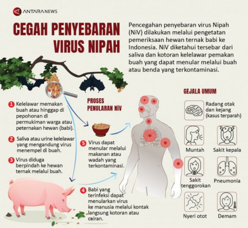 Cegah Virus Nipah, Kemenkes Perkuat Surveilans Daerah Banyak Kelelawar
