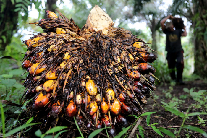 Diversifikasi Pasar Sawit Kurangi Imbas UU Deforestasi Uni Eropa