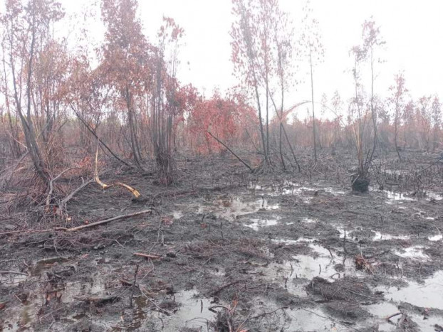 235 Hektare Kawasan Konservasi di Kalimantan Selatan Terbakar