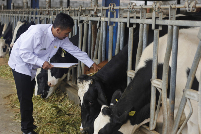 Peternak Sapi di Jawa Timur Bangkit Kembali 