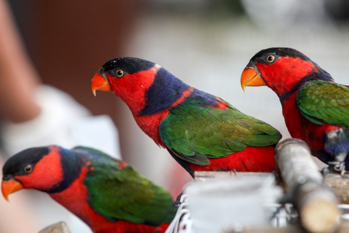 BKSDA Sumsel Amankan 3.306 Individu Satwa Burung Tidak Dilindungi Tanpa Dokumen