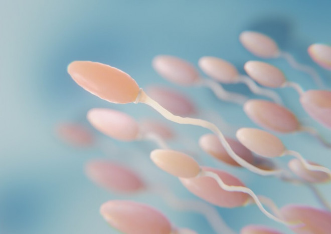 Berhubungan Intim yang Dipaksakan Ternyata Mempengaruhi Kualitas Sperma