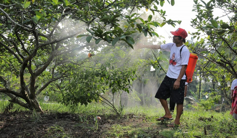 OMG Riau Beri Bibit Jagung dan Pupuk Mpk untuk Petani Jambu Terbebas dari Hama