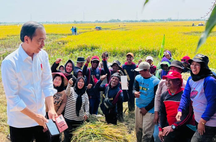 Demplot CSA Indramayu, Presiden Jokowi Senang Produktivitas Padi Baik