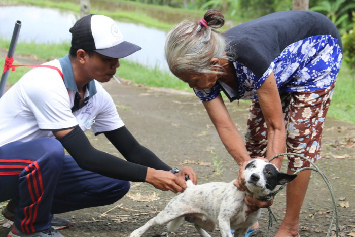 Vaksinasi Rabies di Kabupaten Buleleng Melebihi Target