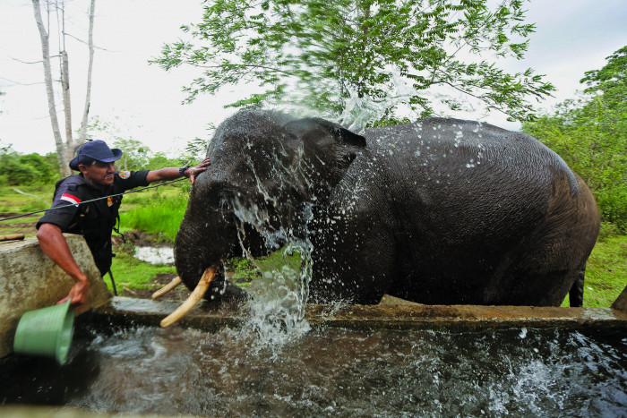 Menyoal Kesehatan Gajah di Kampus Unpad