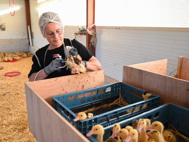 Prancis Vaksinasi Jutaan Bebek untuk Lawan Flu Burung