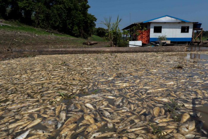 Ratusan Ikan dan Lumba-lumba Mati Akibat Kekeringan yang Terjadi di Danau Amazon