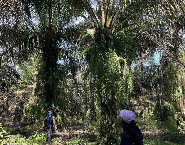 Senyum Sumringah Petani Sambut Hasil Panen Melonjak Berkat Program Makmur