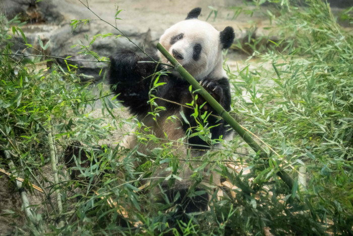 Xiang Xiang si Panda Selebriti dari Jepang Tampil Pertama Kali di Tiongkok