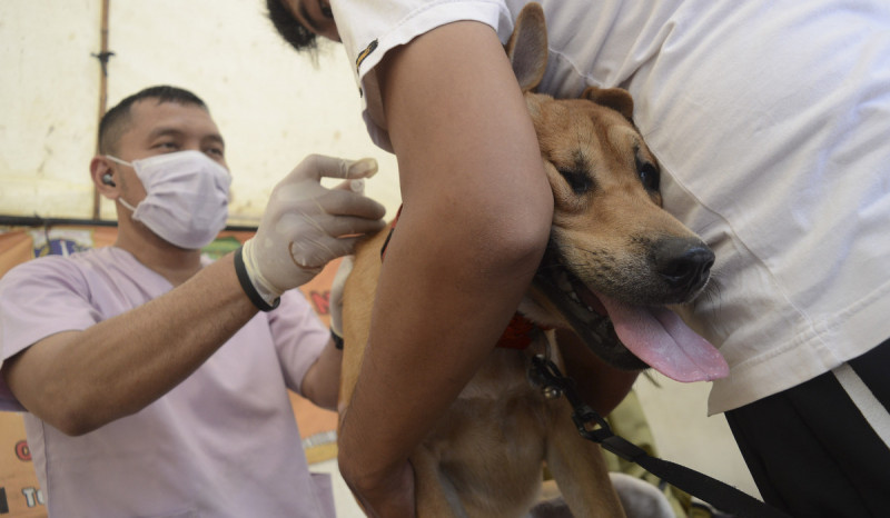 Penyakit Rabies Memasuki Masa Endemi, Vaksinasi di NTT Tetap Digencarkan