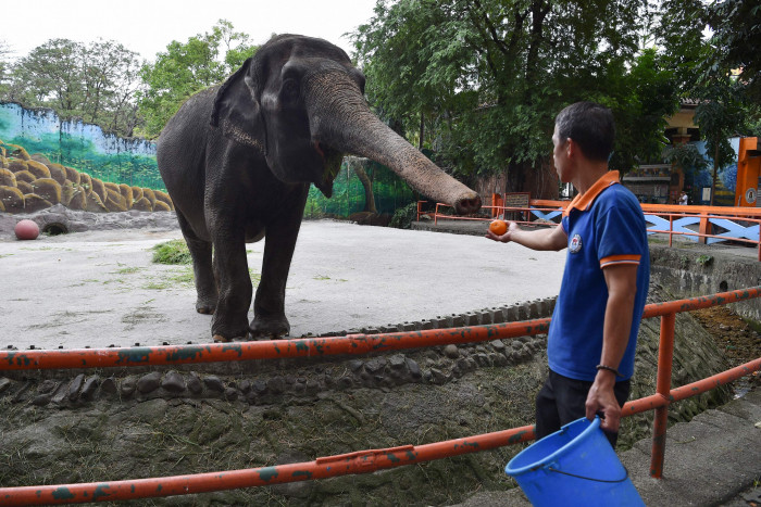 Mali, Gajah Satu-Satunya di Kebun Binatang Filipina Mati