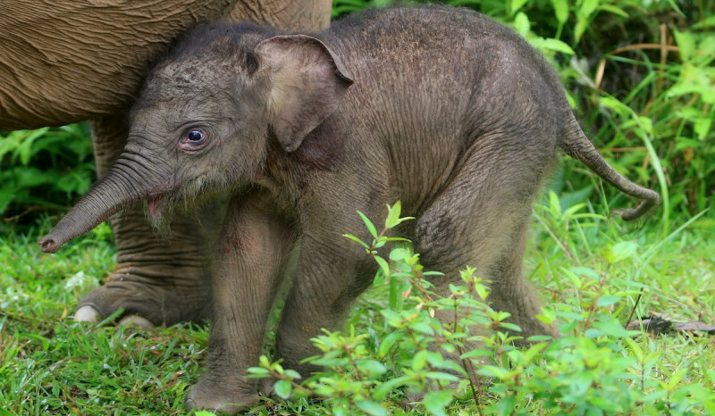 Bayi Gajah Sumatra Kembali Lahir di Taman Nasional Way Kambas