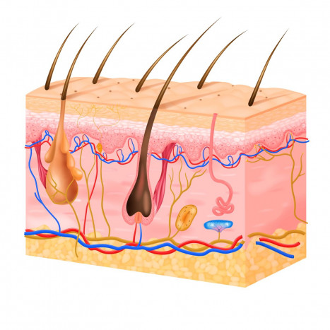 Lapisanan Struktur Kulit Manusia dan Fungsinya