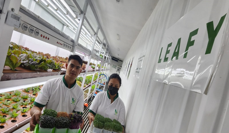 Atasi Krisis Pangan. Leafy Tawarkan Inovasi Atasi Keterbatasan Lahan Pertanian 