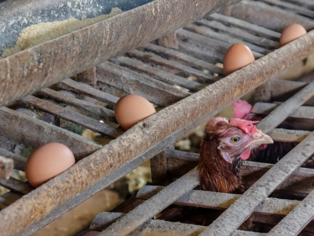 Bakteri Salmonella masih Ditemukan pada Telur Dijual di Supermarket