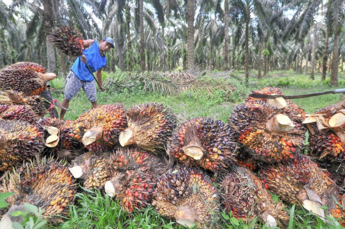 RSPO Tegaskan Komitmen Kembangkan Industri Kelapa Sawit Berkelanjutan