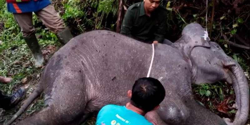 Anak Gajah Mati Akibat Terkena Jeratan di Taman Nasional Teso Nilo Riau